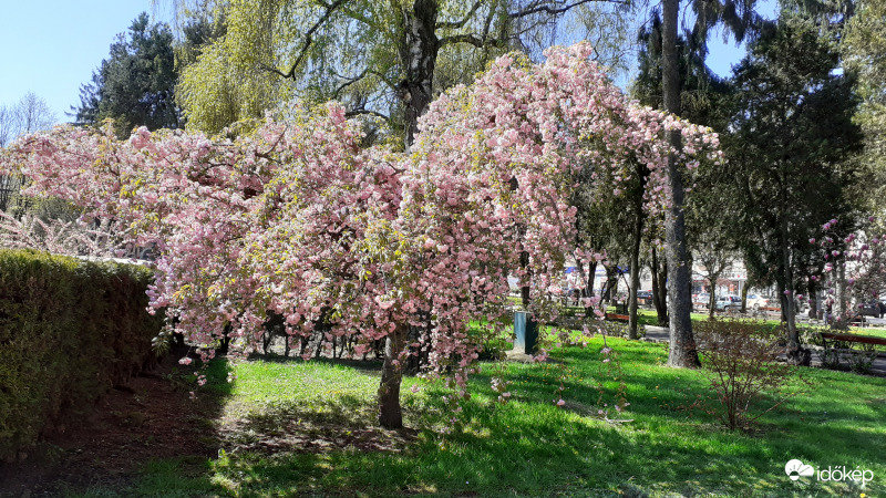 Babarózsa fa