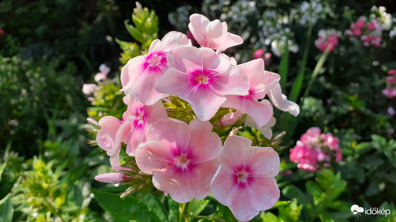 Flox