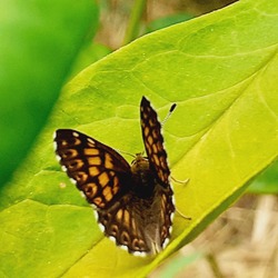 Pillangó 