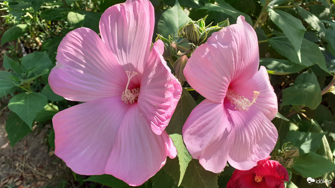 Mocsári hibiszkusz