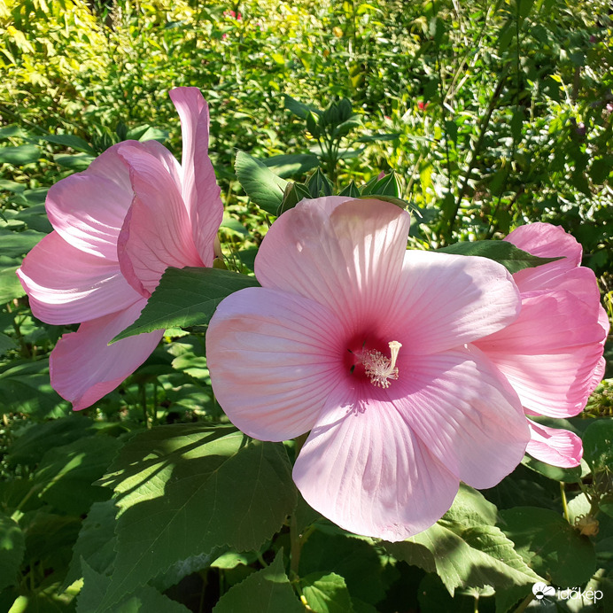 Mocsári hibiszkusz