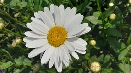 Margaréta 
