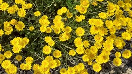 Sárga virágok