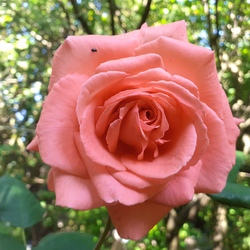 Berlini szépség rózsa 