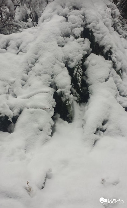 Tiszafa a hó alatt