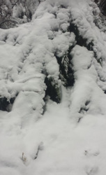 Tiszafa a hó alatt