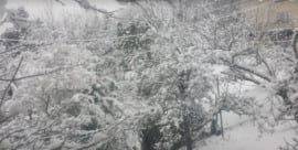 Alvó fák a hópaplan alatt