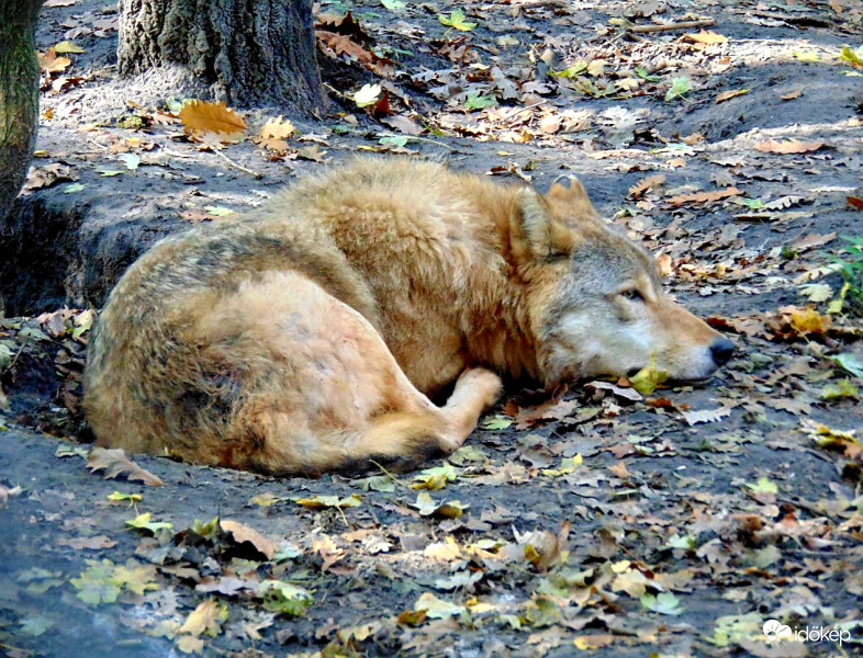 Szomorkásan.