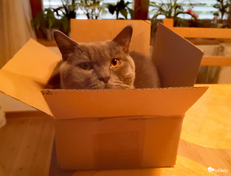 Megjött a csomag. 