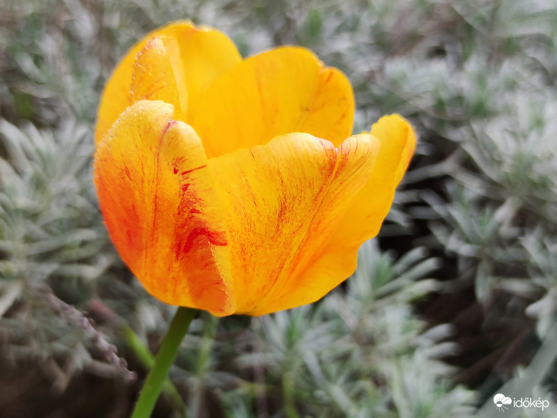 Tulipán és levendula