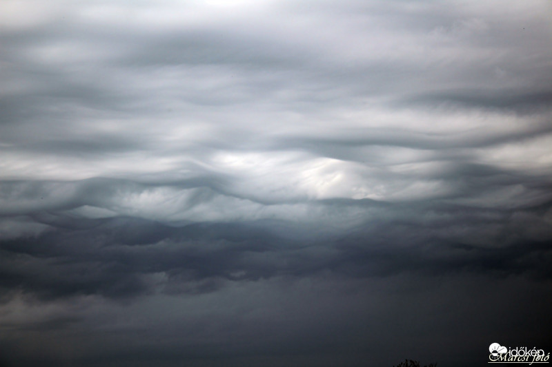 Undulatus asperatus 