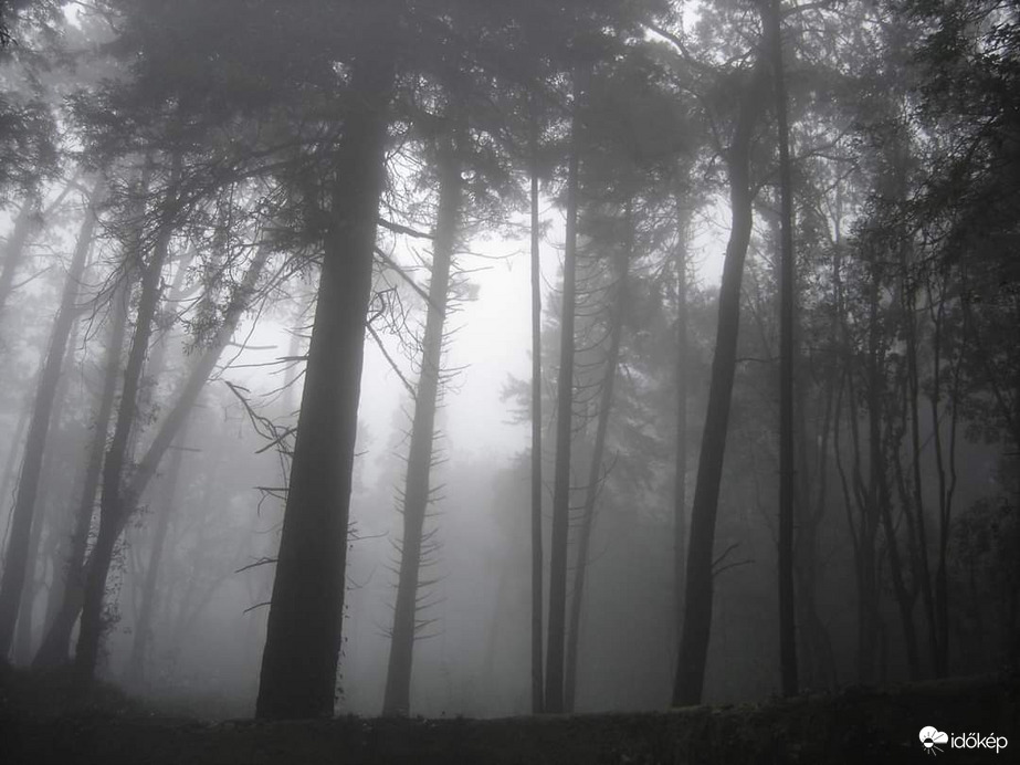 Ködös erdő
