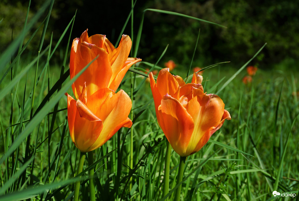 Tulipán