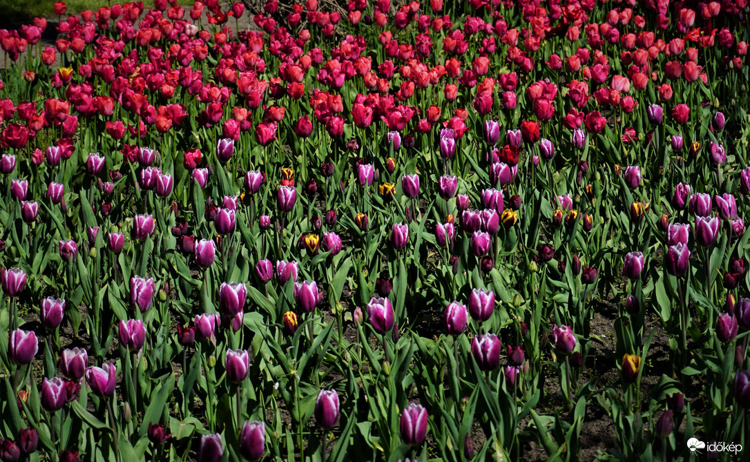 Tulipánok