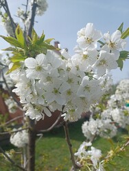 Szarvas