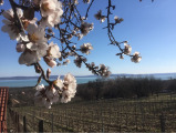 Balatonakali