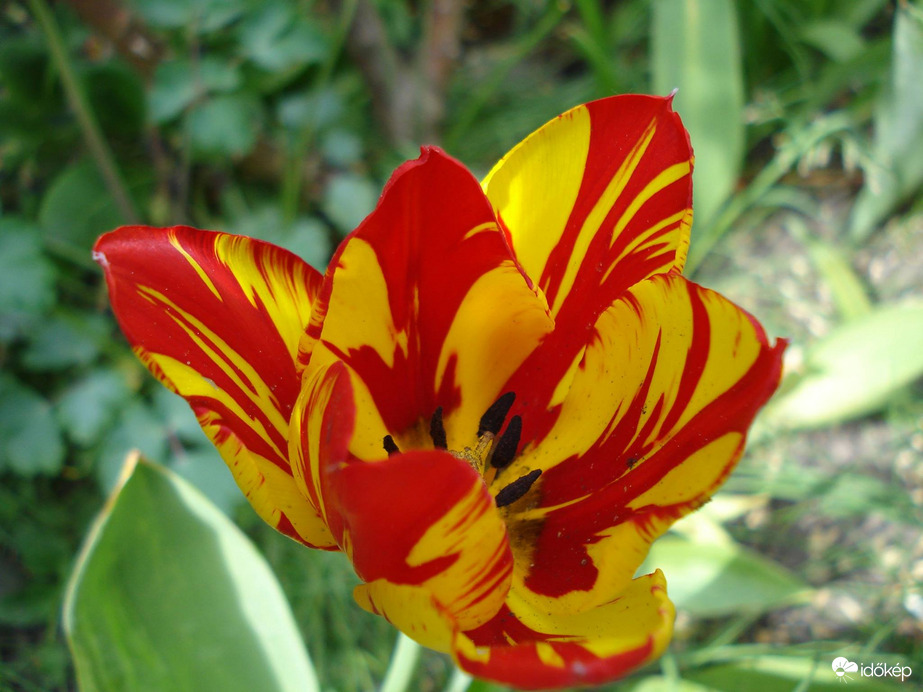 Cirmos tulipán
