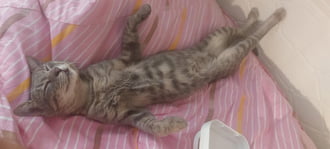 Frici egy kemény éjszaka után.