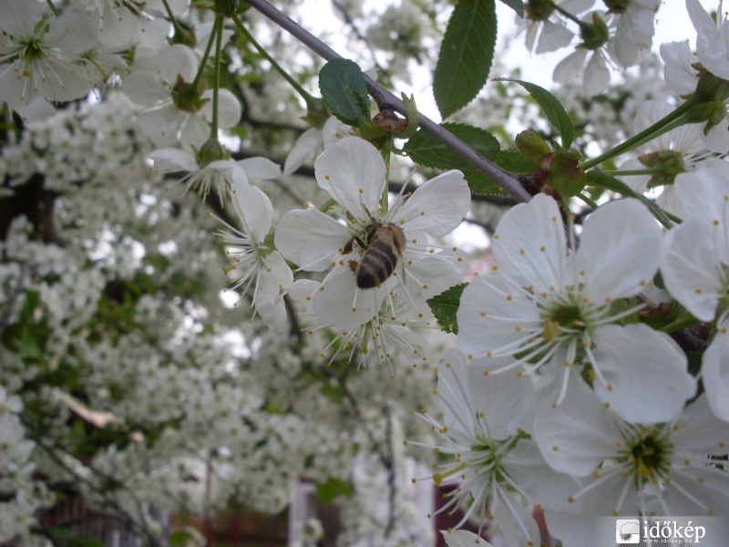 Dolgozó méh a meggyfa virágain