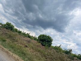 Tarcal