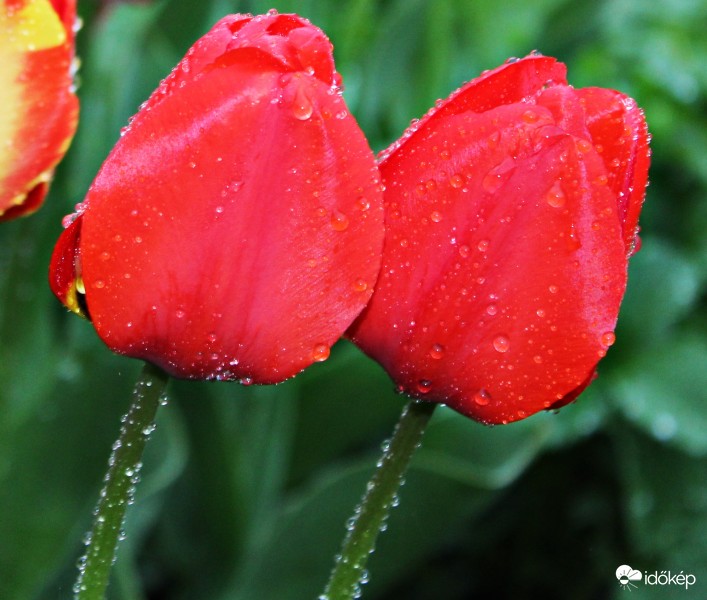 Tulipánok