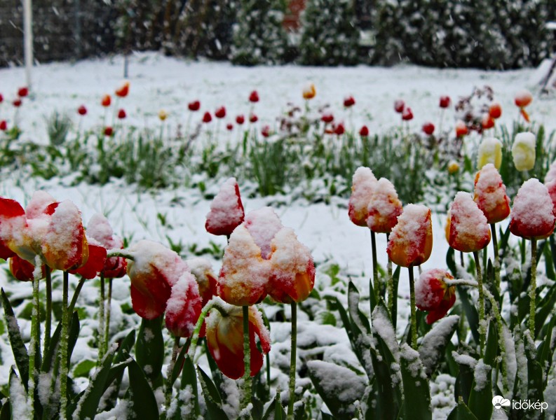 Hó fedte tulipánföld