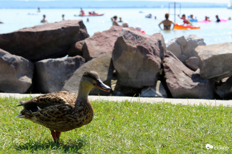 Kacsa a Balatonon