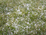 Nyergesújfalu