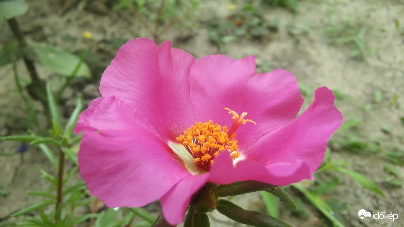Szép virág :)