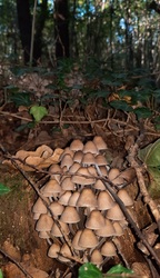 Alsóerdő