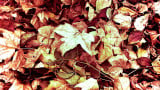 Lehullott levelek