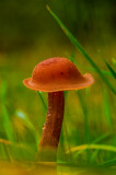 palee17 fotója