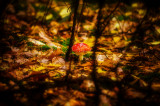 palee17 fotója