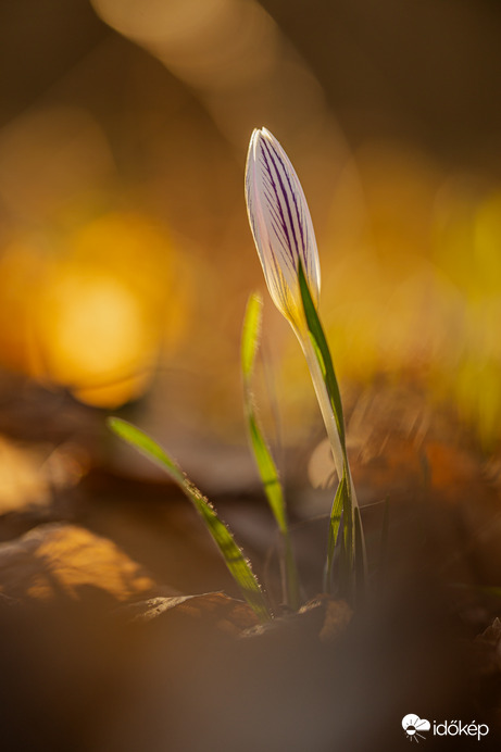 Crocus