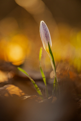 Crocus
