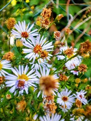 Seprence egynyári :-) ősszel 