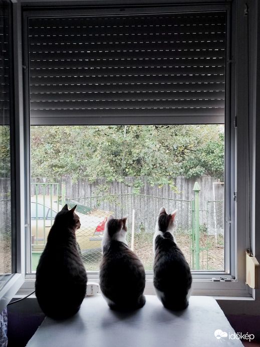 Így várjuk a gazdit... :-)