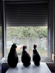 Így várjuk a gazdit... :-)