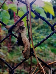 Őszi fényekben fürdő 