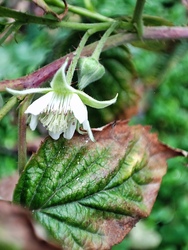 Virágzik a málna...