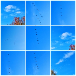 Vonulnak a vadludak...