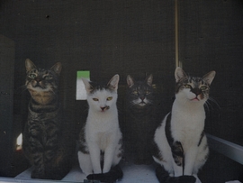 Így vártak haza ...