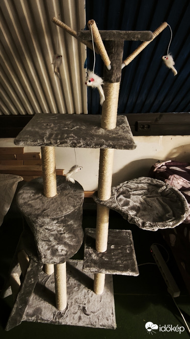 Meglepetés a cicá(k)nak...:-))