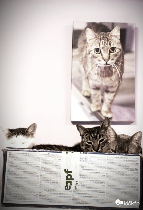 Az otthon oltalmazó melegében