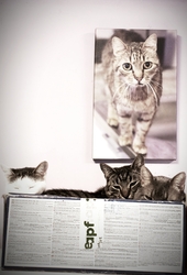 Az otthon oltalmazó melegében