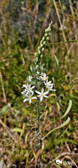 Nyúlánk sárva. 