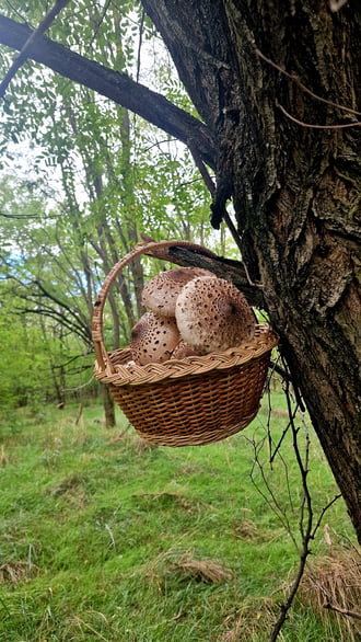 Nagy Őzlábgomba terítéken