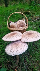 Terítéken a nagy őzlábgombák