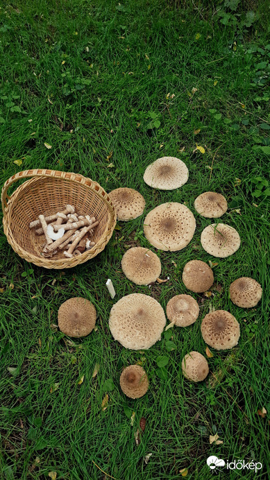 Feldebrő