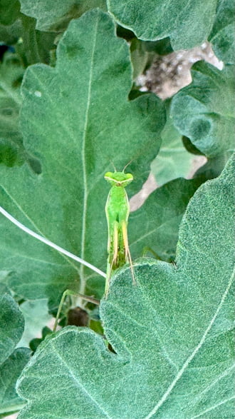 Pánd